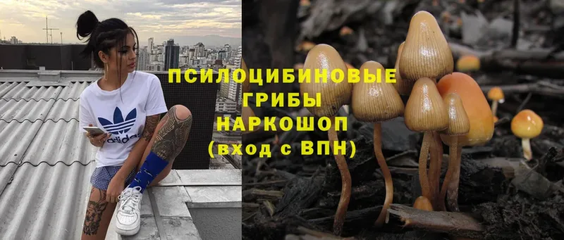 Галлюциногенные грибы Cubensis  Торопец 